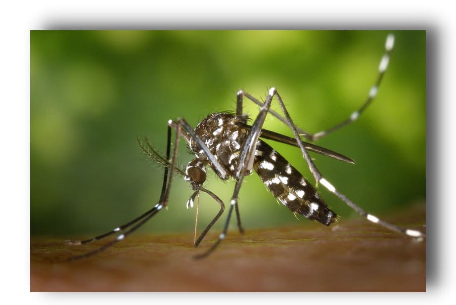 Отпугивать комаров крупным планом изображение азиатского комара