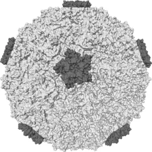 Молекулярная поверхность риновируса